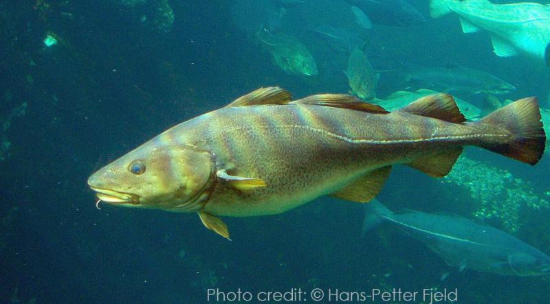 Photo: Hans-Petter Fjeld, Codfish