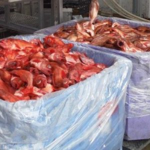 Pacific Ocean Perch