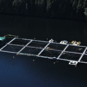 Photo: Kelly Roebuck, Aquaculture net pen BC