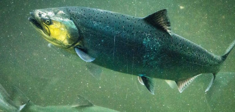 Photo: Ingrid Taylar (Flickr CC BY-NC 2.0), Chinook Salmon