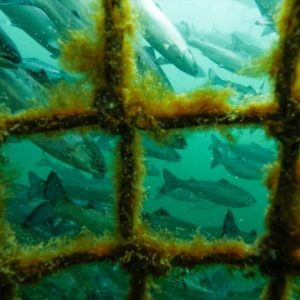 Photo: Tavish Campbell, open-net pen salmon farm underwater