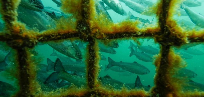 Photo: Tavish Campbell, open-net pen salmon farm underwater