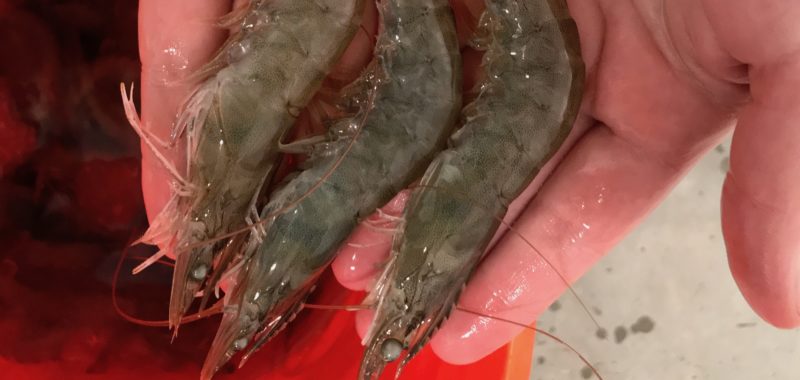 Photo: Shrimp from Berezan Shrimp Farm, Langley, B.C.